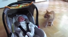 Реакция кота, который первый раз увидел ребенка