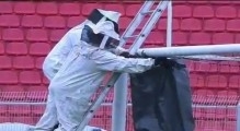 Пчелы сорвали футбольный матч в Бразилии