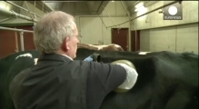 Swiss made: cows fitted with portholes in stomach to test digestion
