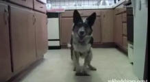 Очень умная собака! 