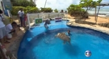 Sea turtle predicts Brazil will defeat Croatia in World Cup opener
