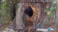 Bear cubs get stuck in tree trunk
