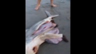 DEAD SHARK GIVES BIRTH TO 3 BABY SHARKS WITH HELP OF GOOD SAMARITAN ON THE BEACH
