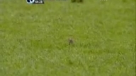 mouse on old trafford pitch 2
