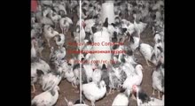 Производство экологически чистого мяса кур в Татарстане