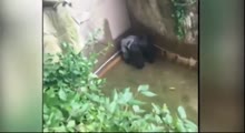 4 Year Old boy Falls into Enclosure at Cincinnati Zoo Gorilla Shot and Killed