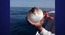 Kirpi balığının şişməsi 