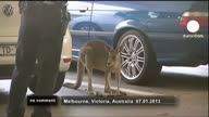 Police chase wild kangaroo in airport