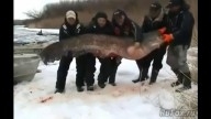 Ruslar dünyanın ən böyük balığını tutdu