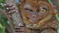 True Facts About The Tarsier