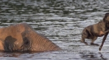 Любовь к купанию сдружила слониху и лабрадора