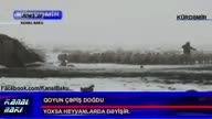 Kurdemirde qoyun cepis dogdu 13.12.2013 