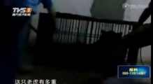 [FULL] Video Claims to Show Caged Tiger Subjected to Electric Shocks
